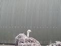 Klik voor vergroting Foto 13